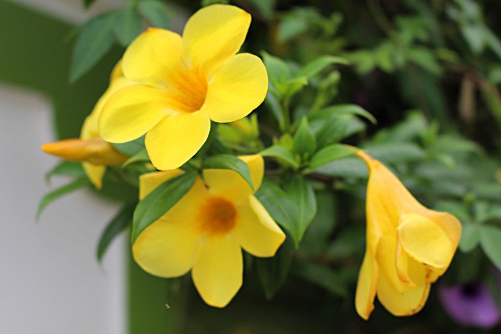 Garden Guesthouse Kampong Chhnang Exterior foto